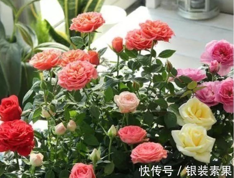 叶绿花|“洗衣粉”养花有奇效1周后，叶绿花大，满屋子飘香，养啥都旺