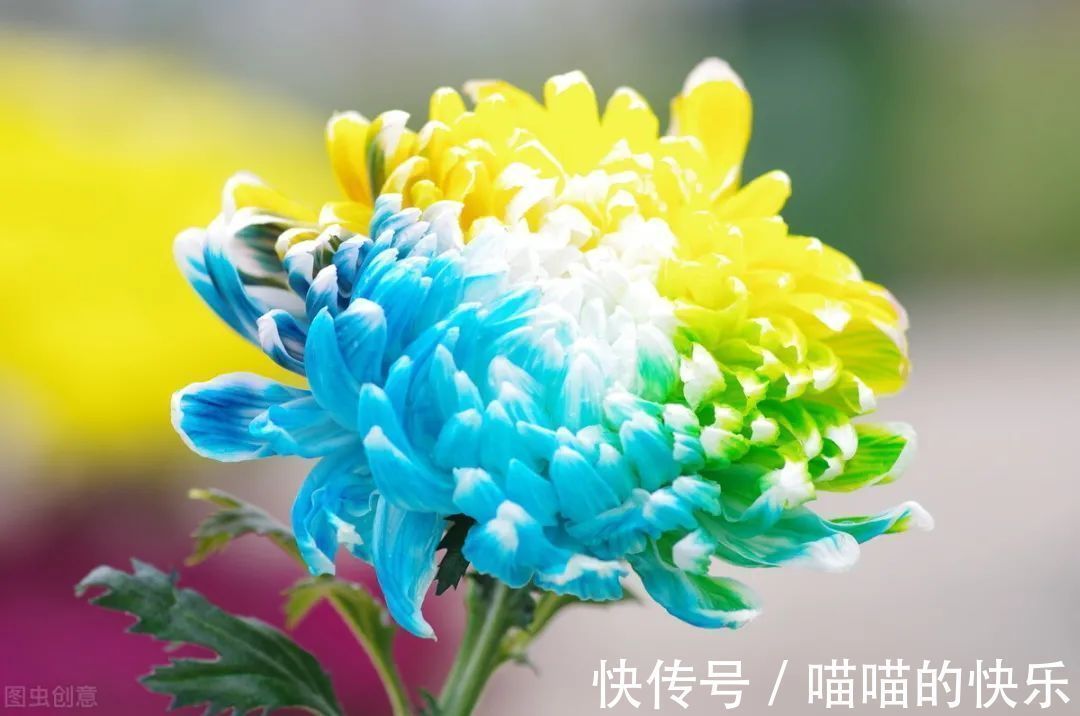 花朵|心理学：给你一朵花，你会把它涂成什么色彩，测你今生最该感谢谁