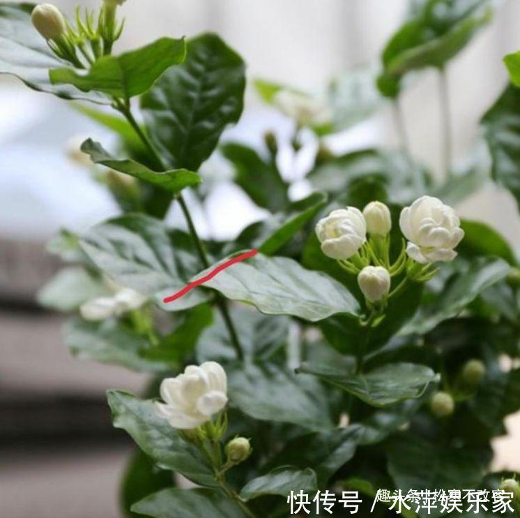 几种漂亮花，好打理，易爆盆，阵阵花香，花朵大！