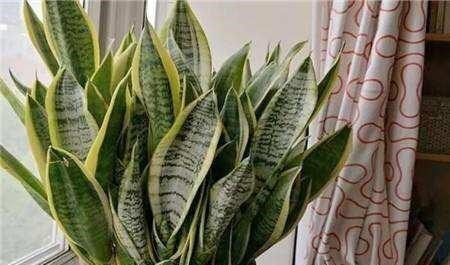 虎皮兰黄叶盆里放一勺“肥”，每片叶子绿油油，芽多叶多挤满盆