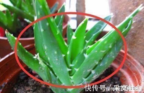 芦荟|为什么有钱人家里都养这3种花听老师傅一说,才知作用这么大