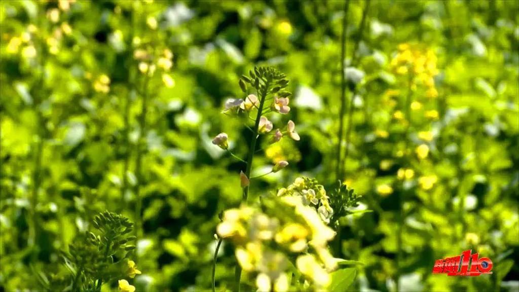 老年|假期余额不足，快去赏花！（附攻略）