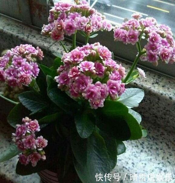 爆盆|这9种花,特别适合新手养,越不浇水越爆盆,总有一款适合你!