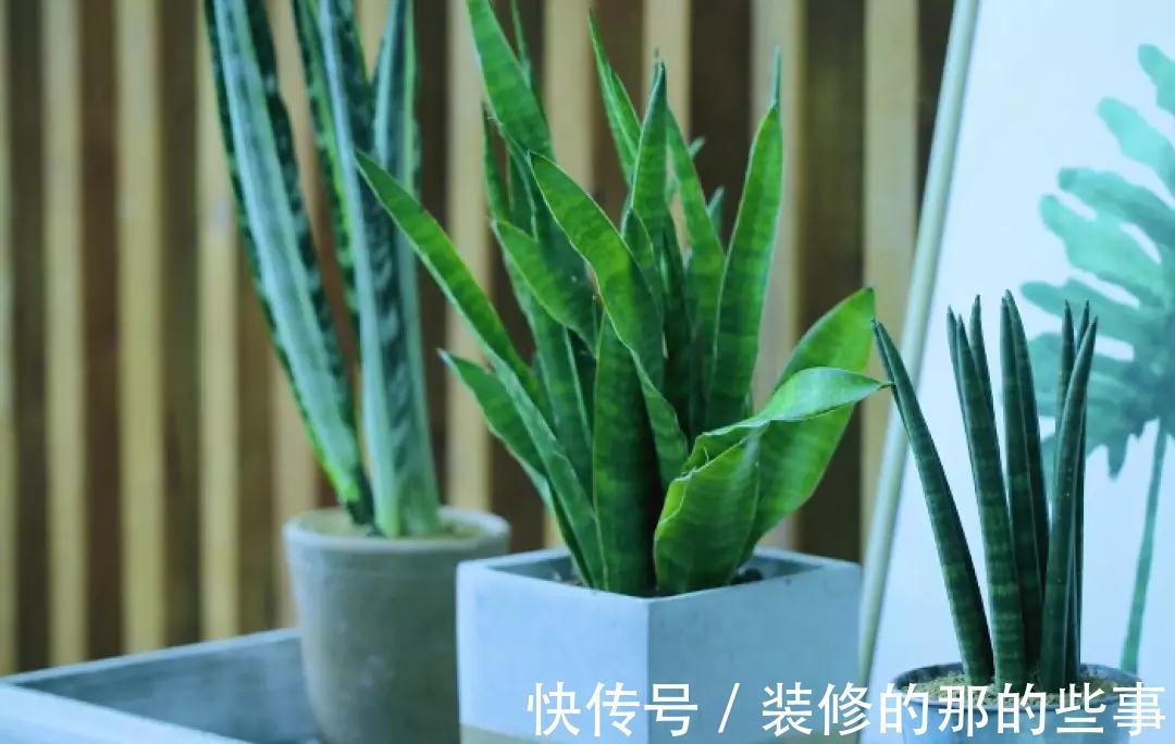 霸王蕨|你在养花，其实花也在养你，5种花养家里，比空气净化器还好用