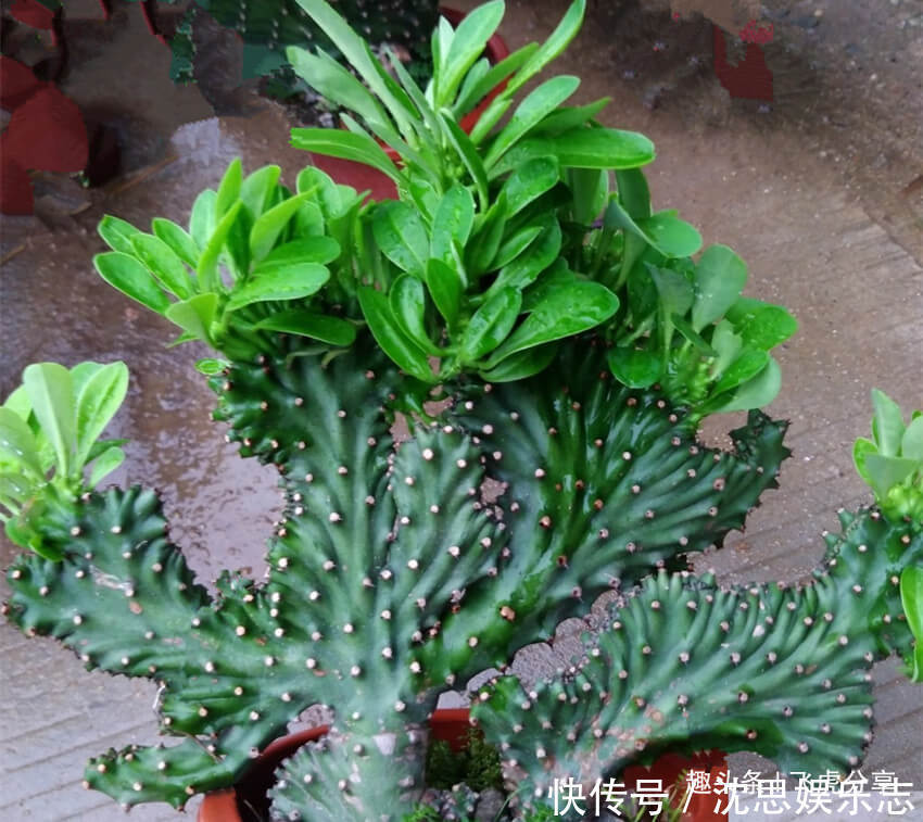 宁干|三种花家里至少要养一盆,镇宅平安吉祥花,明白的人都养它
