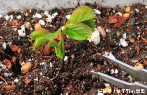 藤本月季长了很多嫩芽，看我这样抹掉嫩芽和嫩芽扦插！