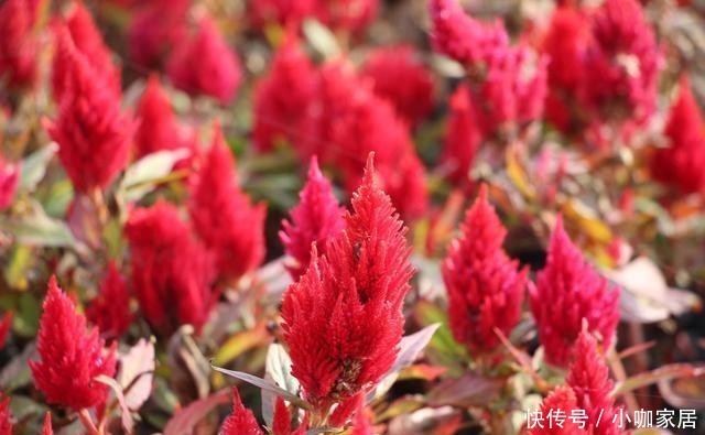 门前|适合门前种植的8种花卉,你喜欢哪种?