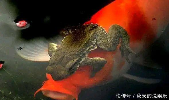 罕见!辽宁钓鱼人喜获“金蟾抱鲤”寓意好运来?知道真相后很尴尬