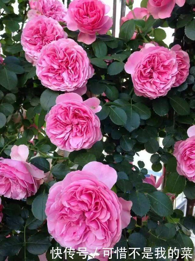 我心目中最值得栽种的10种藤本月季,每一种都很优秀,你喜欢吗