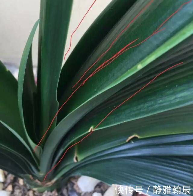 浇水|君子兰长出抽屉叶怎么办直接用刀割成开裆裤恢复吧