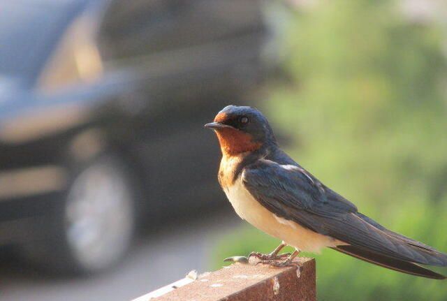 元代$腹有诗书气自华,元代诗人袁凯一首诗,让文豪杨维桢刮目相看