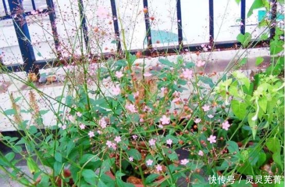  国人|外来入侵物种的假人参，被国人开发成极品野菜，具有药食同源之效