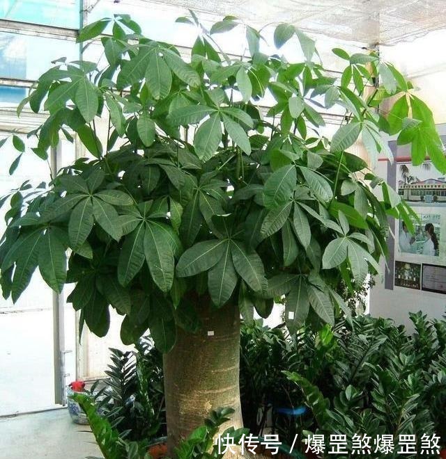 淘米水兑点它,营养足酸性大,发财树浇一点,新叶新芽一起冒!