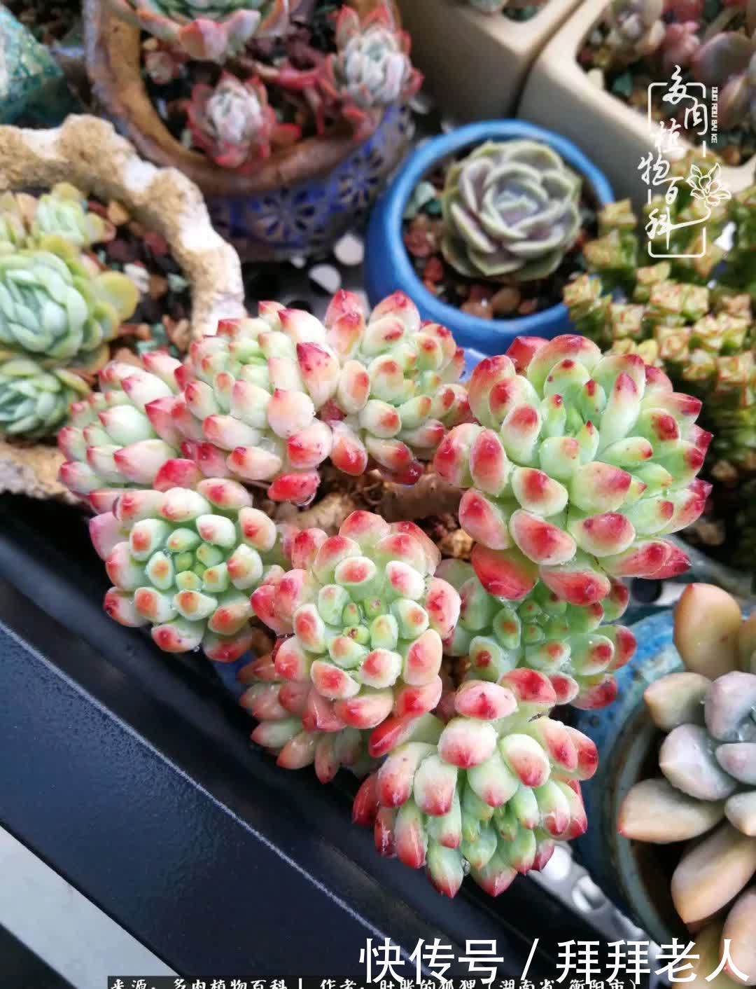 养多肉,我们到底养的是什么?