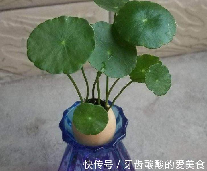 自来水|这种厨房垃圾不能扔,加工后养花,比花钱买的肥还温和好使