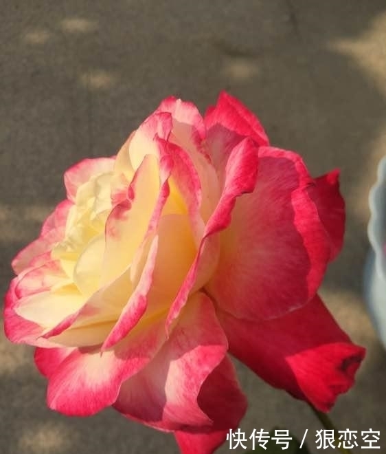 花色|最香的月季花,四季开花,花朵极大,花色艳丽,比香水还香