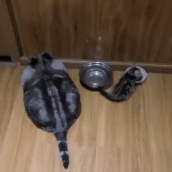 |自由让狗狗面目全非?柴犬别名日本哈士奇!搞笑它是认真的?