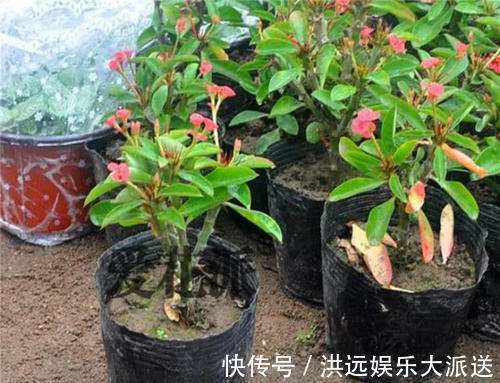 铁海棠|这三种盆栽千万不要养在家里！它们都有毒，严重情况下要去医院