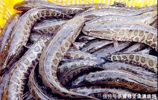 钓友|黑鱼泛滥成灾成群黑鱼聚集河湾产卵电鱼人不如我来来试试