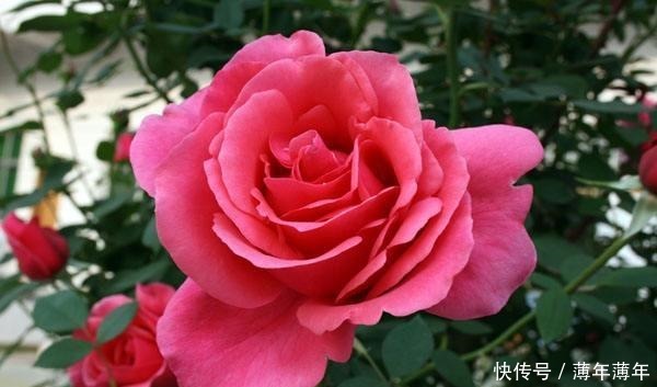 这几种花,再美也不要放屋内,来看看原因吧!