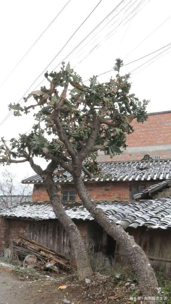 仙人掌|50年的仙人掌，长成了“老古董”，霸气侧漏，年年开花结果子