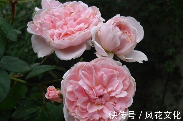 切花|月季辛迪雷拉,花朵非常大而仙,非常漂亮的粉色切花月季