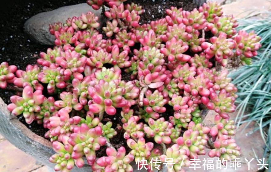 不怕冷的6种多肉,冬天开窗“冻一冻”,颜色靓丽惹人爱