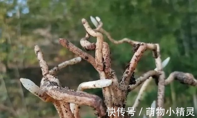 为什么说用细植料养兰花,更容易服盆成活?