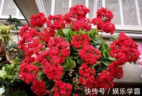 颗粒肥|养出一盆好的长寿花,一定要舍得用肥料,肥料够了才能开花