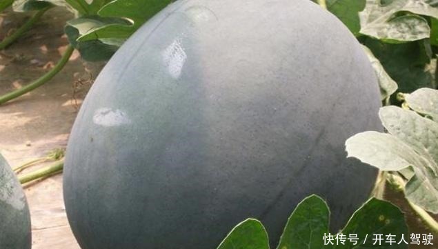 7万一串的葡萄,50万一颗的荔枝,土豪看了都说吃不起!