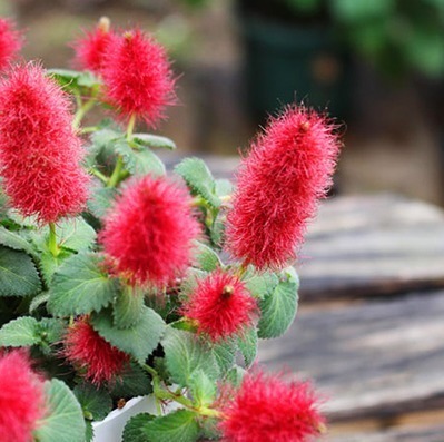 扇面型|建议家里不管多大,5种花卉盆栽必须有,不怕冻,满屋子飘香