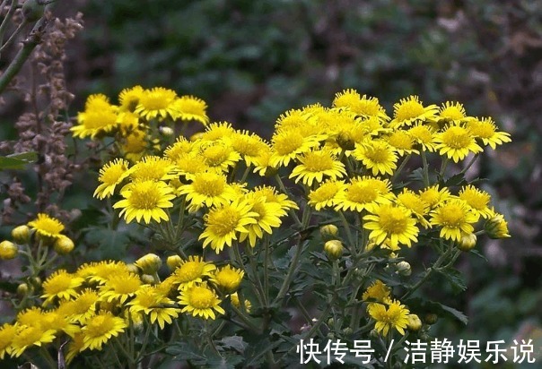 菊花茶|农村开遍野的黄花,每天喝三杯,清肝明目,很多人不知的秘密