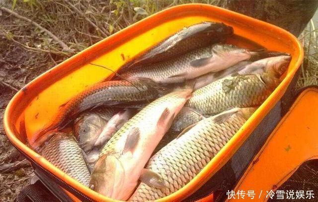 中药材|钓鱼可以用哪些中药泡酒正确选用方能钓获大鱼！