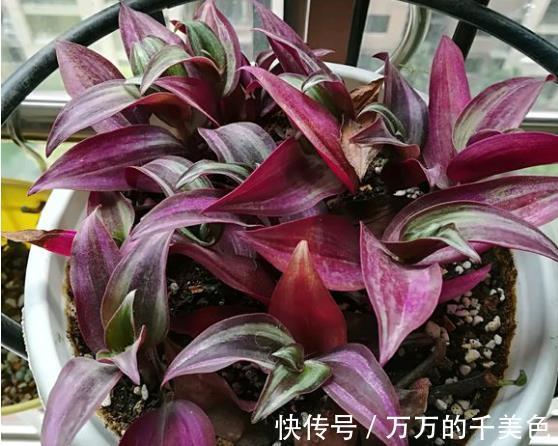 牡丹吊兰|4种“漂亮花”，生性泼辣，沾土就成活，一养就上瘾