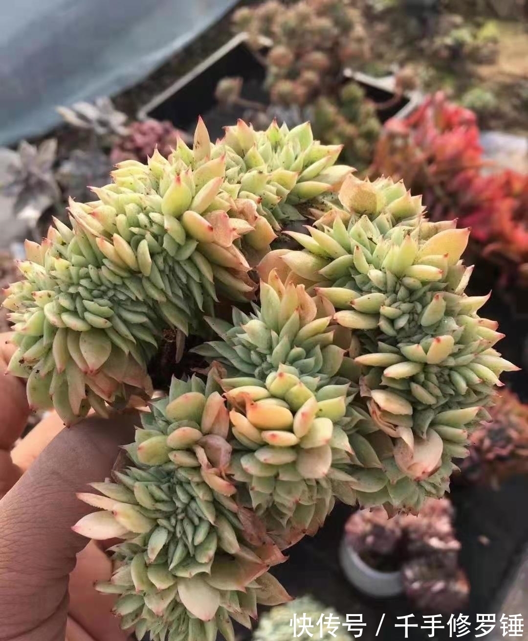 小苗|如何让小苗快速长大,掌握好这3点,多肉又大又好看