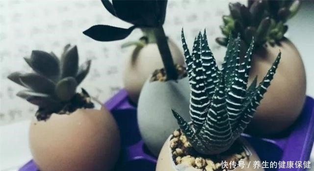 多肉花盆年年买不如换成这种,省钱又实用!多肉花盆年年买不如换成这种,省钱又实用!