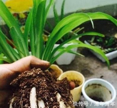 什么柳树皮,阿司匹林都不如“一种东西”,养花用一勺,养啥旺啥!