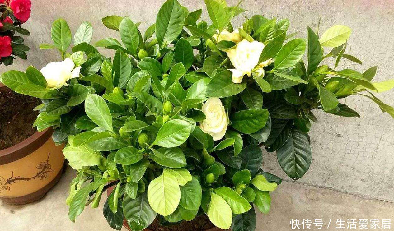 叶片就会大面积|栀子花黄叶有3种,养护做“充足”,叶片四季常绿,根壮年年开花