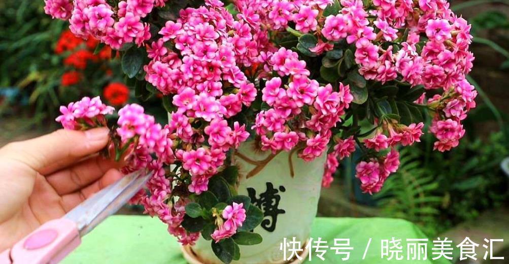 立冬之后养长寿花,赶紧安排2件事,过60天开花爆盆,美极了