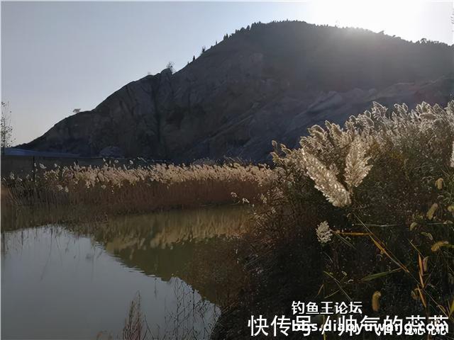 大鲫|腥香酒米山塘钓大鲫