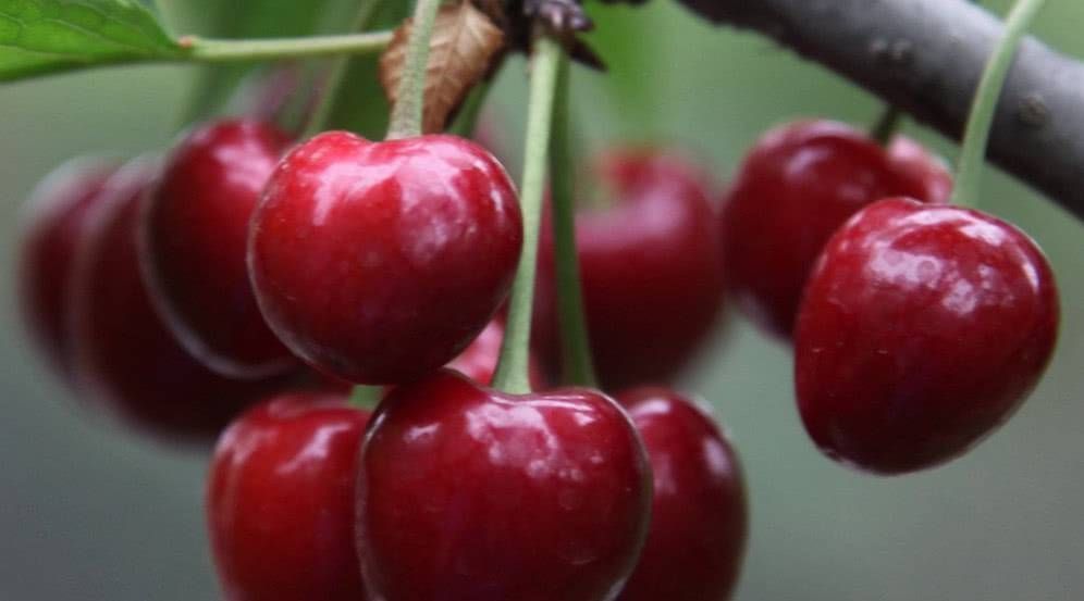 孕妇|孕妇四种水果不管多贵都要吃它们能解毒养颜胎儿发育较好