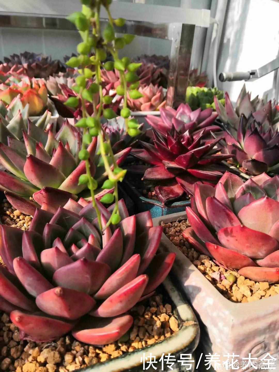 春天的多肉,长成一把大大扇子,看着就是爽