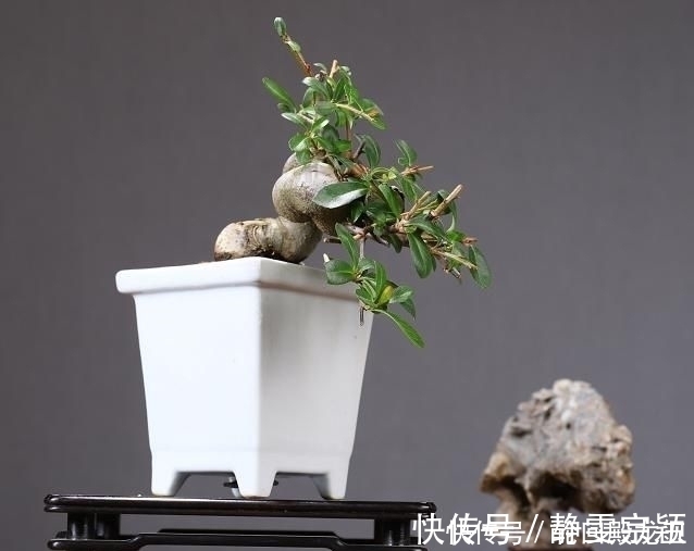 欣赏日本大师盆景作品,精心培育的造型,非常具有艺术气息