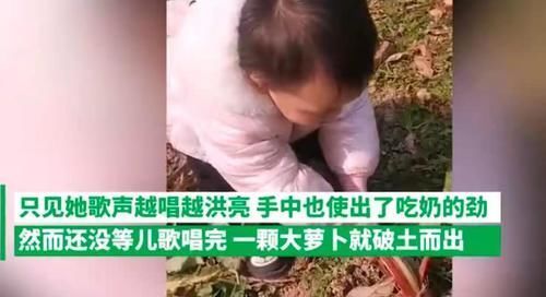 兴趣爱好|萌娃边唱歌边拔萝卜，下一秒摔了个人仰马翻，网友：萝卜太不配合