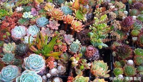 留下|不要的菜篮子扔还是不扔留下养多肉,掌握5步操作美翻天