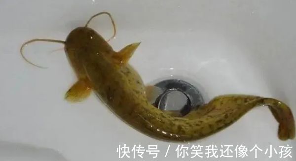 鱼肉|别再被卖鱼的骗了!这几种鱼才是营养价值最高的,美味又养生!