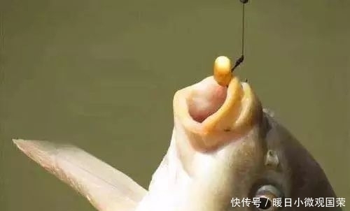 玉米粒钓大鱼,这些窍门你要懂!