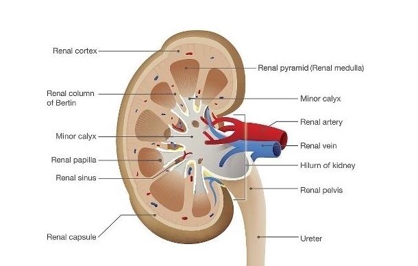 前列腺|男人晨起“第一次小便”,若没这3种表现,可能肾脏很强壮!