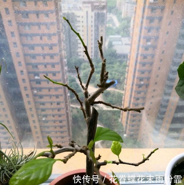 浇水|三角梅快掉光叶了怎么办扦插苗,养根是重点,浇水是关键