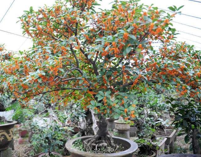 “便宜”的2种花，养在阳台上，越来越“值钱”，寓意好，太值！